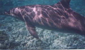 katia delfino1