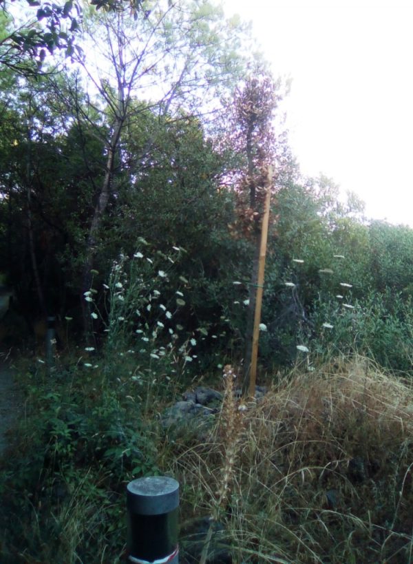 Ischia: alberi secchi nella pineta Mirtina