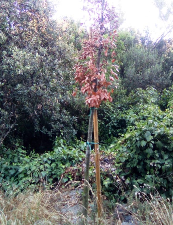 Ischia: alberi secchi nella pineta Mirtina