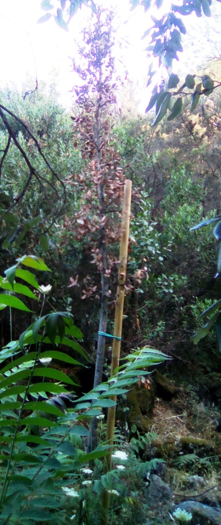 Ischia: alberi secchi nella pineta Mirtina