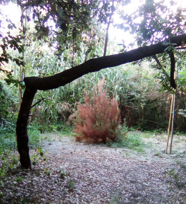 Ischia: alberi secchi nella pineta Mirtina