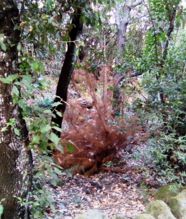 Ischia: alberi secchi nella pineta Mirtina