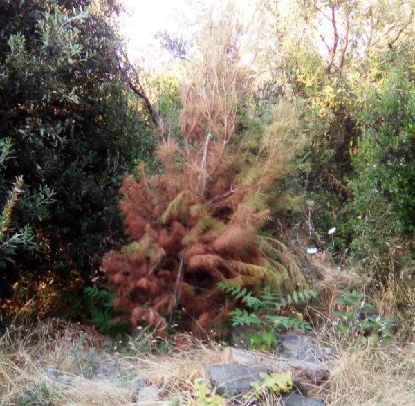 Ischia: alberi secchi nella pineta Mirtina