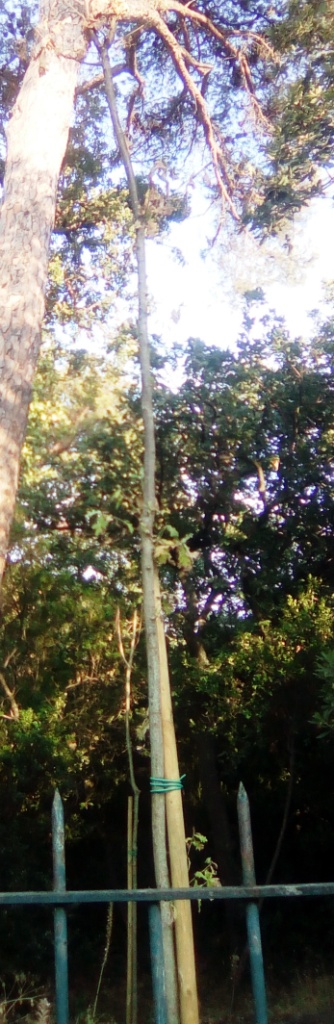 Ischia: alberi secchi nella pineta Mirtina