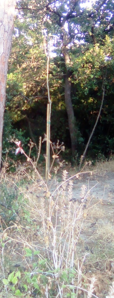 Ischia: alberi secchi nella pineta Mirtina