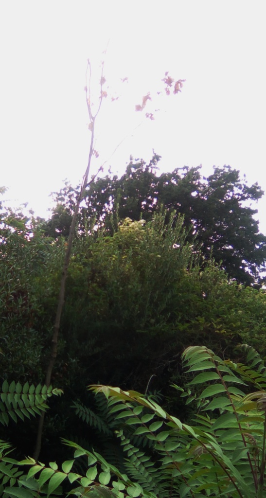 Alberi secchi nella pineta Mirtina di Ischia