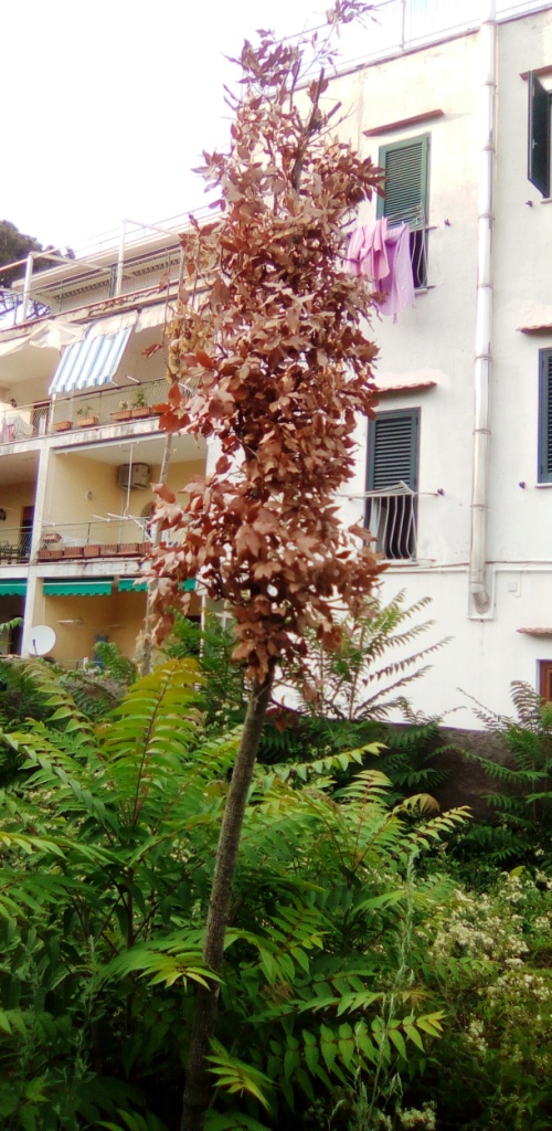 Alberi secchi nella pineta Mirtina di Ischia