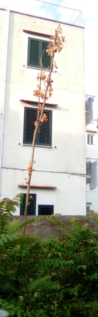 Alberi secchi nella pineta Mirtina di Ischia