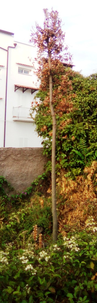 Alberi secchi nella pineta Mirtina di Ischia