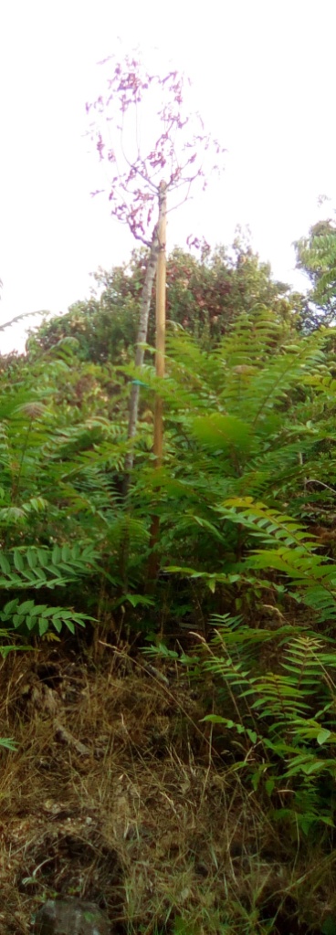 Alberi secchi nella pineta Mirtina di Ischia