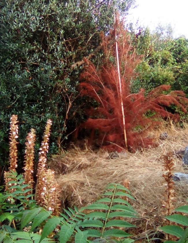 Alberi secchi nella pineta Mirtina di Ischia