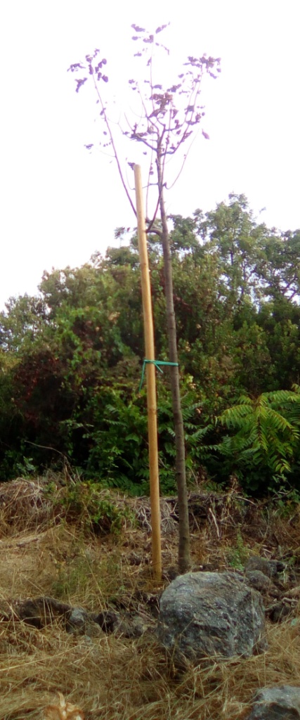 Alberi secchi nella pineta Mirtina di Ischia