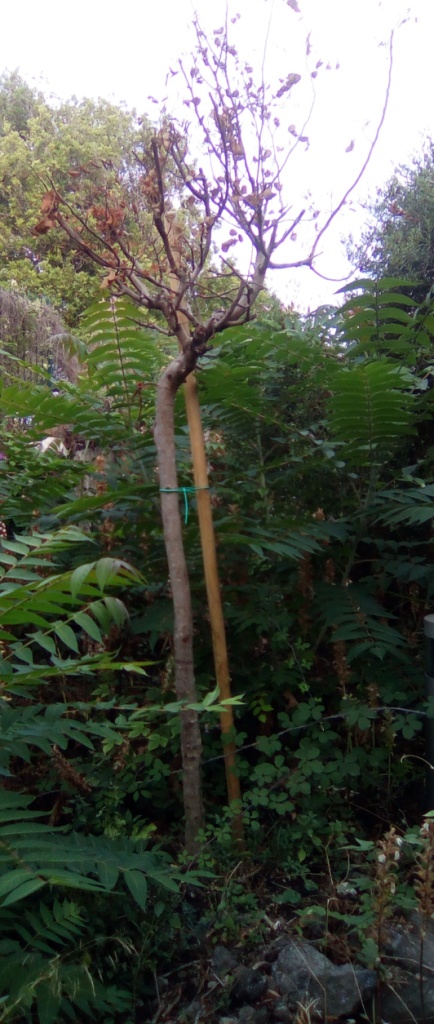 Alberi secchi nella pineta Mirtina di Ischia