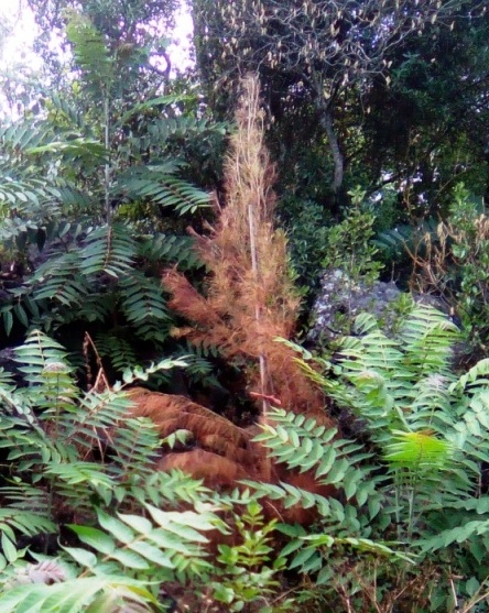 Alberi secchi nella pineta Mirtina di Ischia