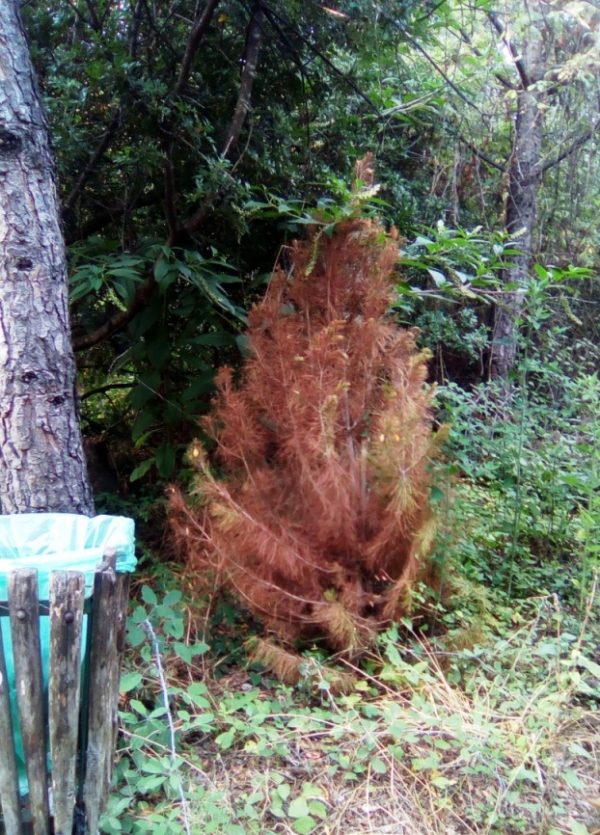 Alberi secchi nella pineta Mirtina di Ischia