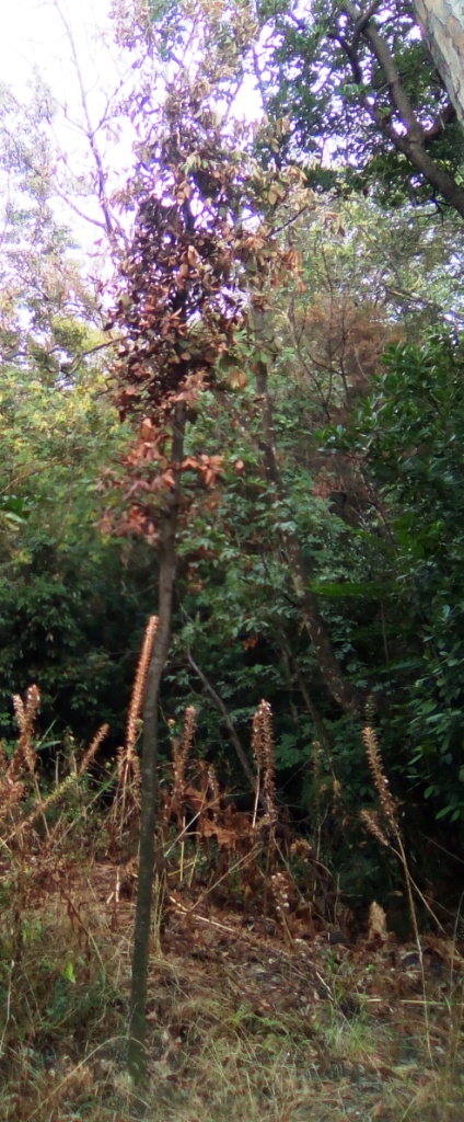 Alberi secchi nella pineta Mirtina di Ischia