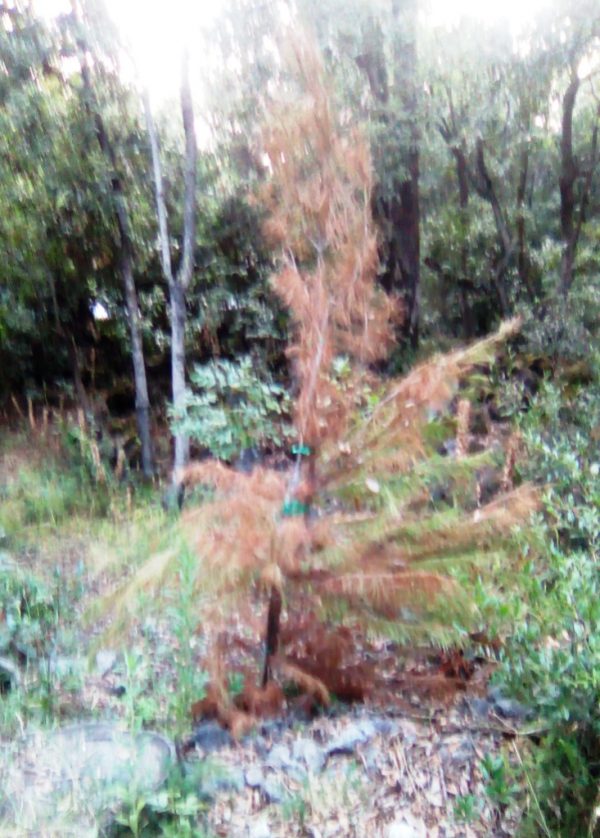 Alberi secchi nella pineta Mirtina di Ischia