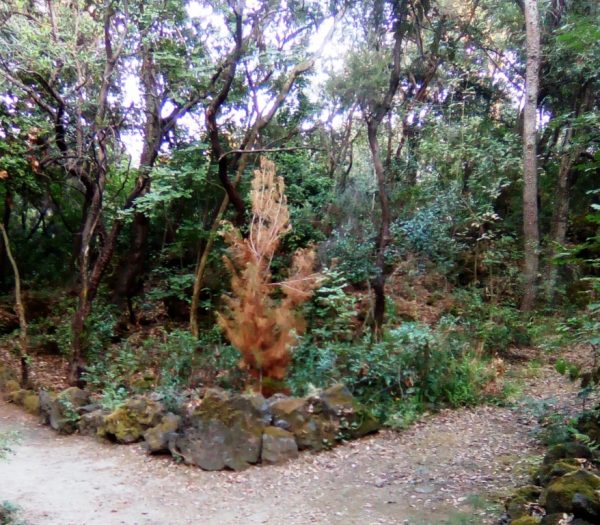 Alberi secchi nella pineta Mirtina di Ischia