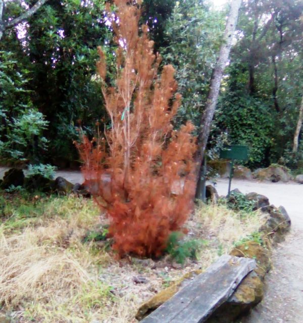 Alberi secchi nella pineta Mirtina di Ischia