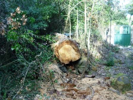 Scempi alberi pinete Ischia