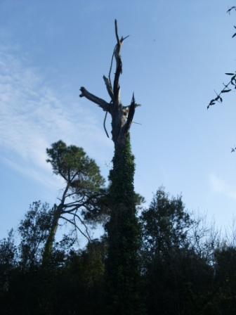 Alberi pinete ischia scempi (13)