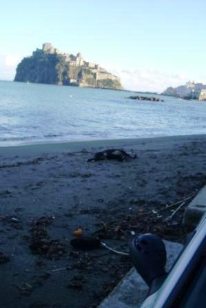 Cane morto spiaggia Lucia Ischia (1)