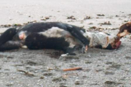 Cane morto spiaggia Lucia Ischia (3)