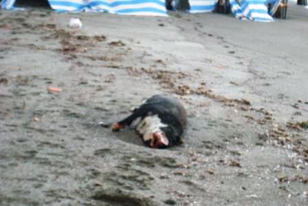 Cane morto spiaggia Lucia Ischia (5)