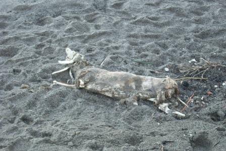 Carcassa di cane morto su spiaggia Punta Molino