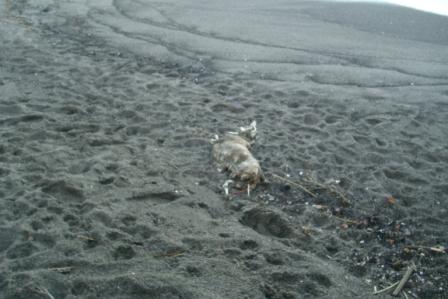 Carcassa cane morto spiaggia punta molino 20150112 (10)
