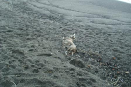 Carcassa cane morto spiaggia punta molino 20150112 (11)