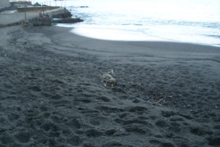 Carcassa cane morto spiaggia punta molino 20150112 (13)