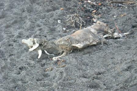 Carcassa cane morto spiaggia punta molino 20150112 (2)