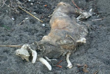 Carcassa cane morto spiaggia punta molino 20150112 (3)