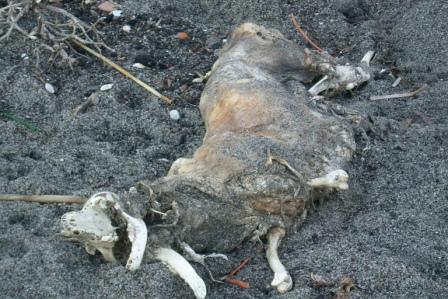 Carcassa cane morto spiaggia punta molino 20150112 (4)