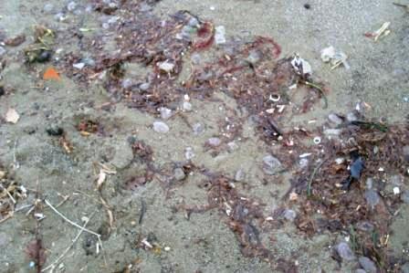 Meduse spiaggiate d'inverno (10)