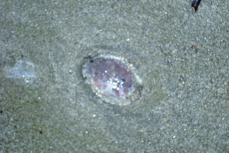 Meduse spiaggiate d'inverno (3)