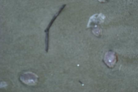 Meduse spiaggiate d'inverno (4)