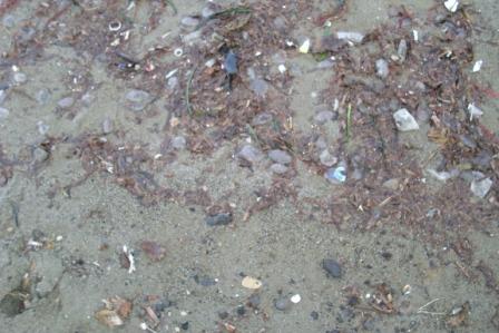 Meduse spiaggiate d'inverno (9)